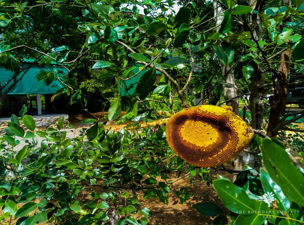 The Boundary Yala Hotell Kataragama Eksteriør bilde